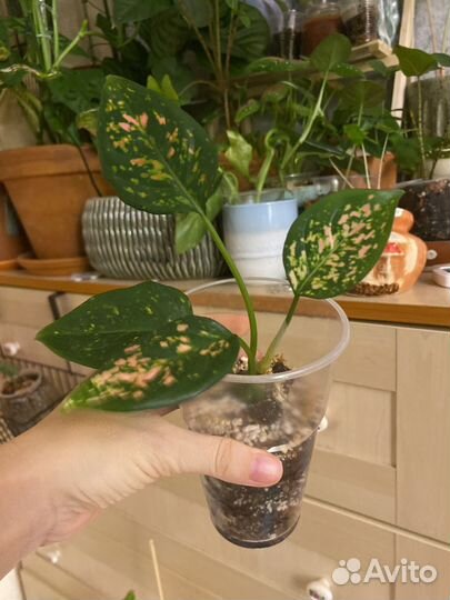Аглаонема Pinkmoon
