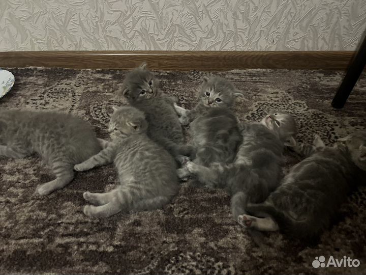 Котята