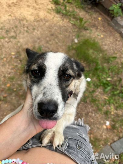 Собака в добрые руки отдам бесплатно