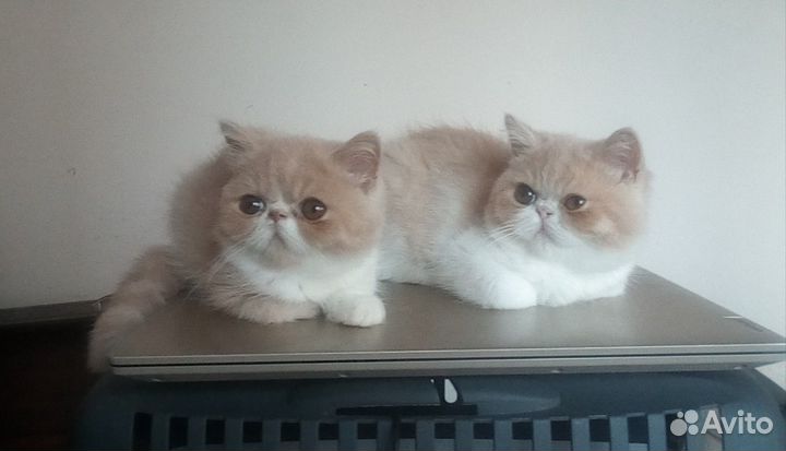 Экзотические мальчики