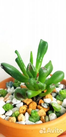 Суккуленты