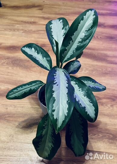 Аглаонема Паттайя Бьюти