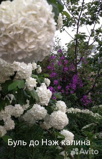 Растения для сада