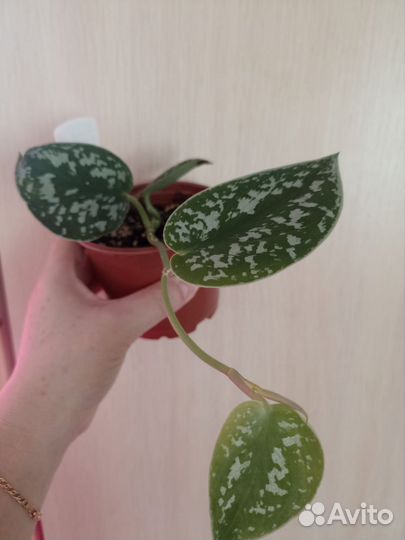 Сциндапсус Треби, пятнистый Аргиреус