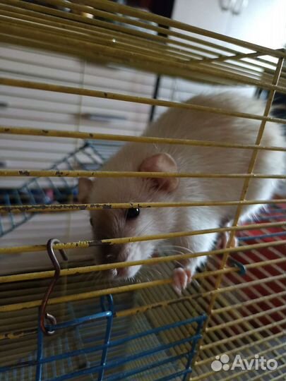 Крыса с клеткой