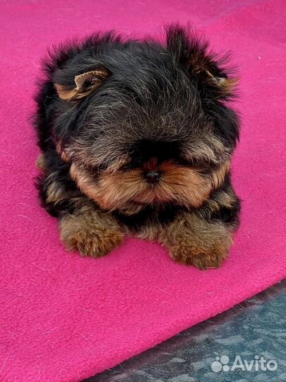 Йоркширский терьер мини щенки