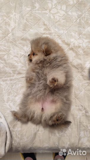 Померанский шпиц мини девочка