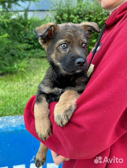 Метис немецкой овчарки