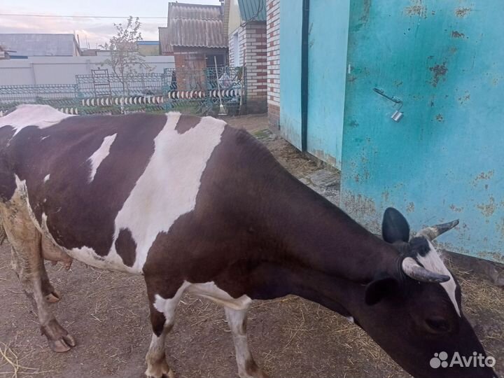 Продается Корова