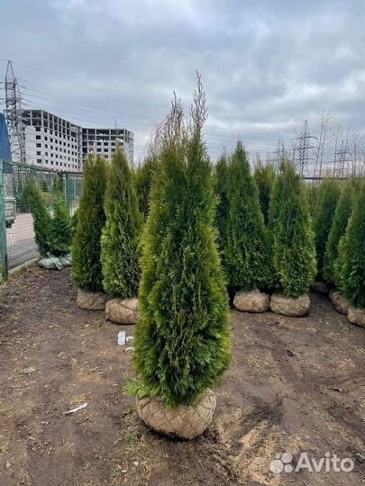 Туя из питомника оптом
