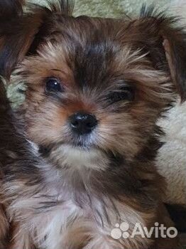 Йорк (золотой йорк)мини стандарт