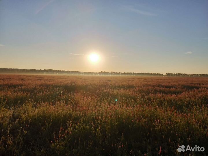 Мёд со своей пасеки 2023