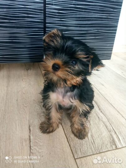 Продам щенка