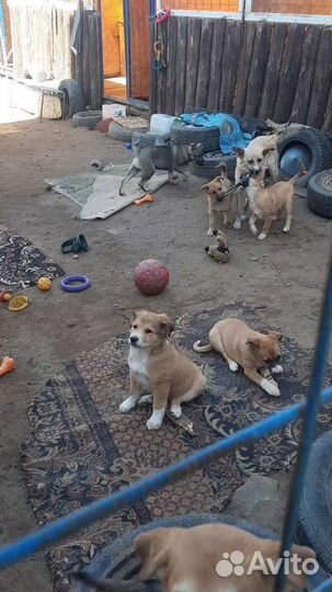 Передержка собак - зоосад, собакам у нас нравится