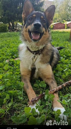 Собака в добрые руки отдам бесплатно