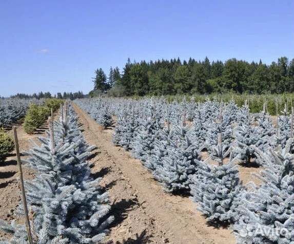 Крупномер голубой ели