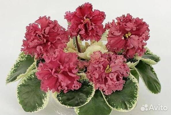 Фиалка набор