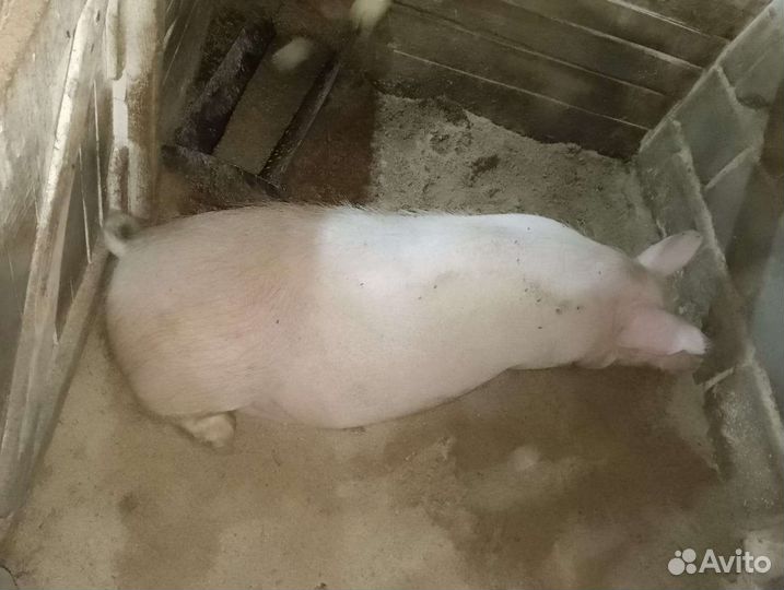 Свиноматка