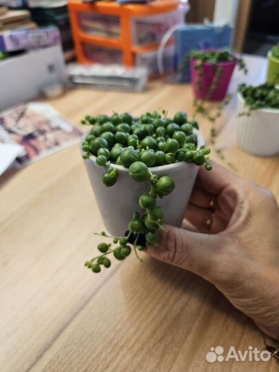 Крестовник Роули