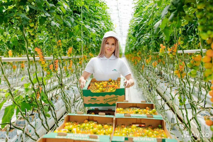 Работник в теплицы