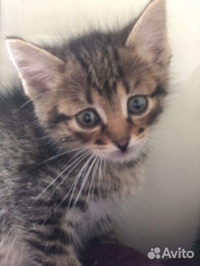 Котята шпротинки