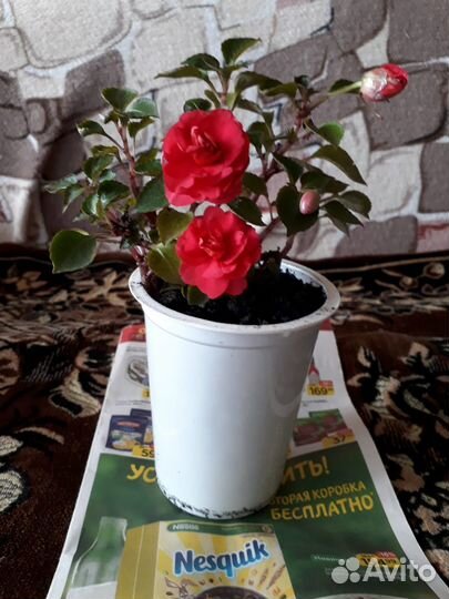 Бальзамин ванька мокрый