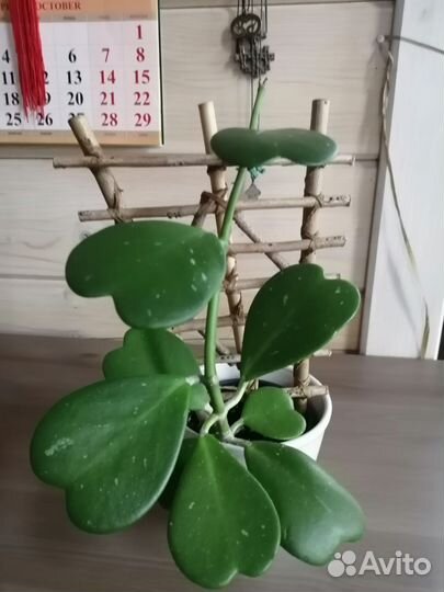 Хойя kerry/ сердечко