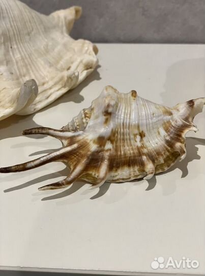 Морские ракушки раковины