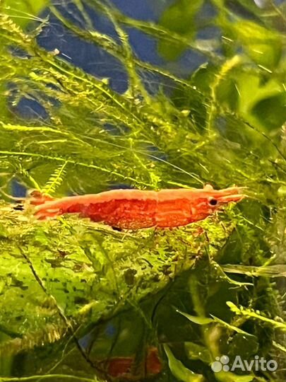 Креветки вишня