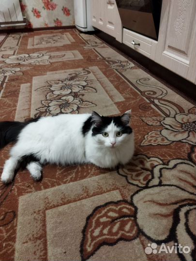 Кошка