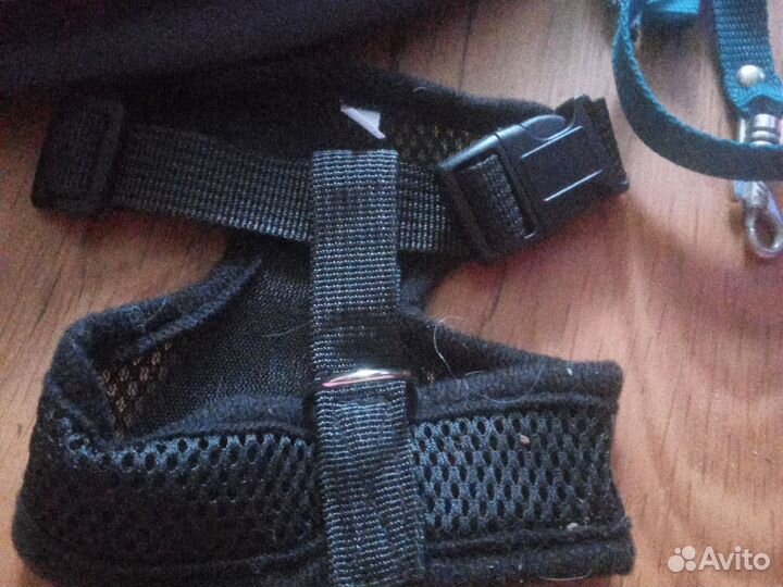 Амуниция для собак и кошек