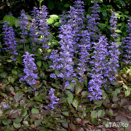 Многолетники для сада