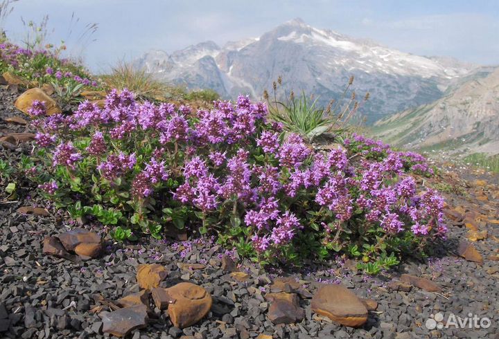 Чабрец высокогорный сушеный(тимьян)