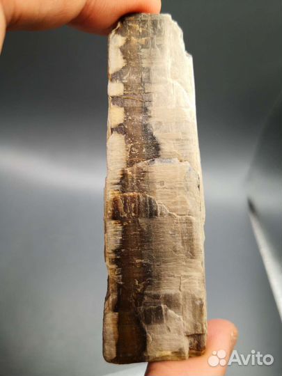 Окаменелые деревья, 4 шт