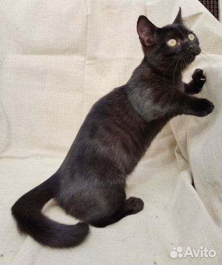 Манчкин котята