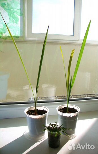 Аукуба, финиковые пальмы, фикус бенджамина