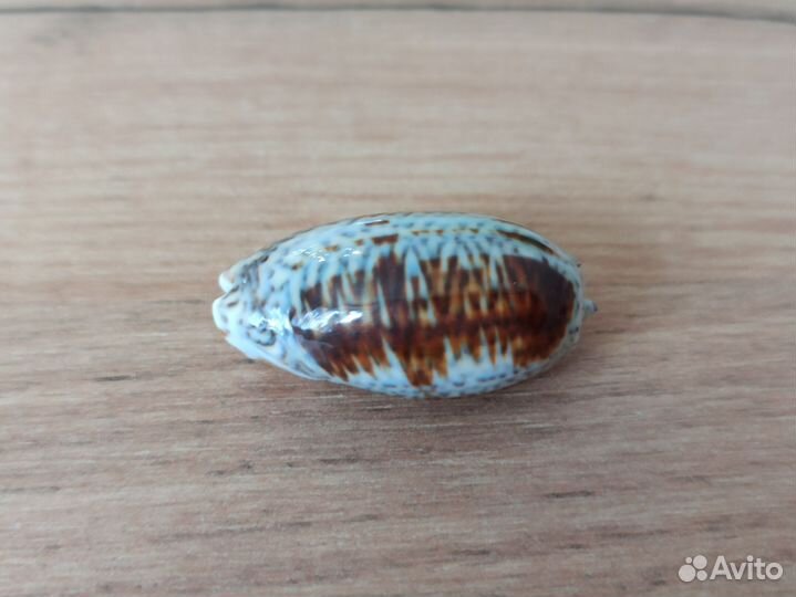 Морская раковина