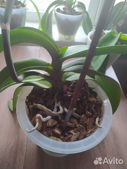 Орхидея фаленопсис