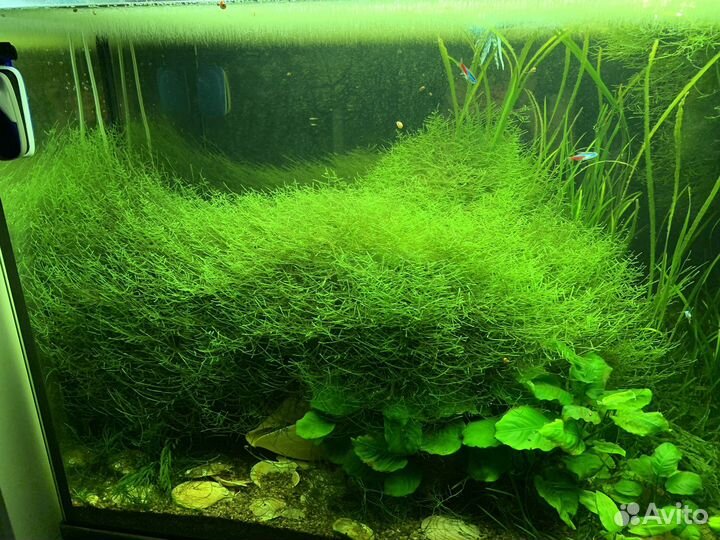 Яванский мох