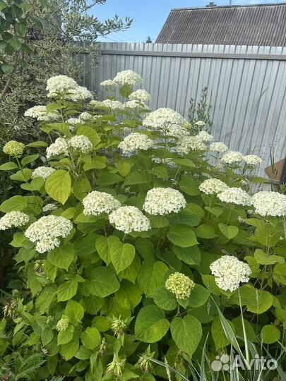 Гортензия / срезы цветок для букетов