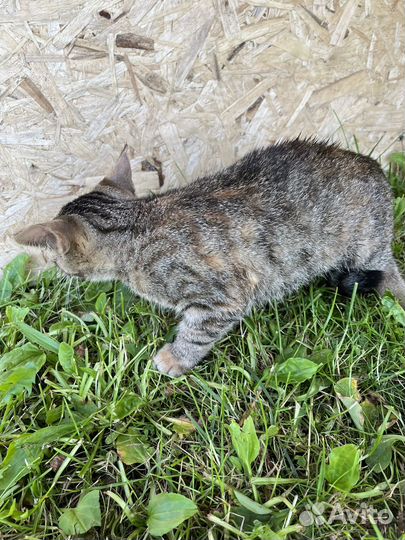 Британский котенок, девочка
