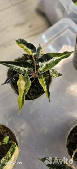 Алоказия бамбино аурея вариегатная