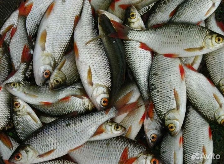 Карась, краснопёрка свежие