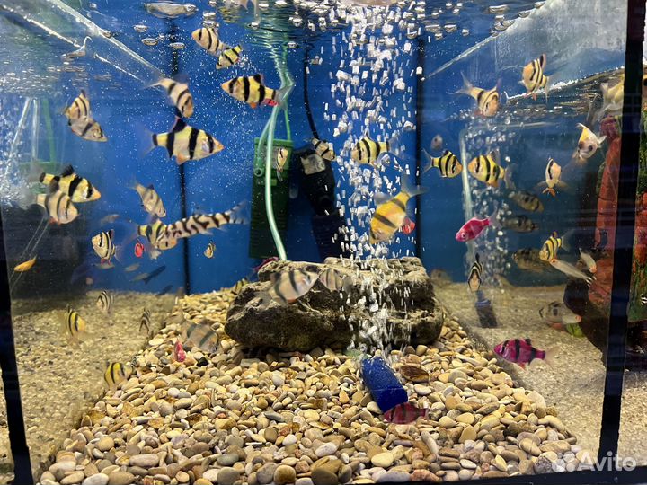 Аквариумные рыбки