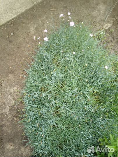 Гвоздика розовая махровая