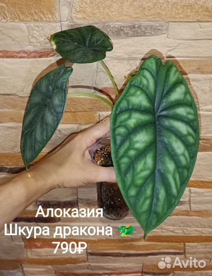 Алоказия Азлани, Ред Сикрет и Шкура дракона