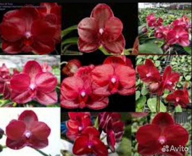 Орхидея Phal. Два красных