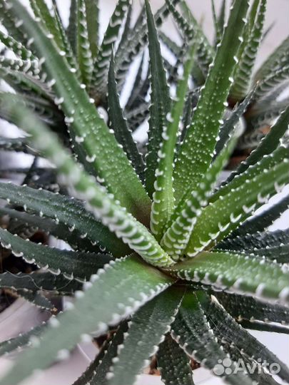 Суккулент хавортия