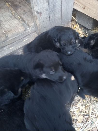 Щенки овчарки