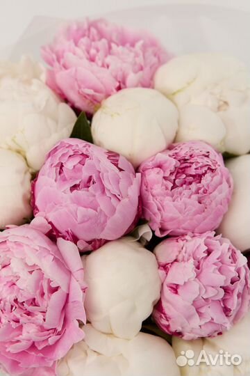 Французские пионы 15 пион